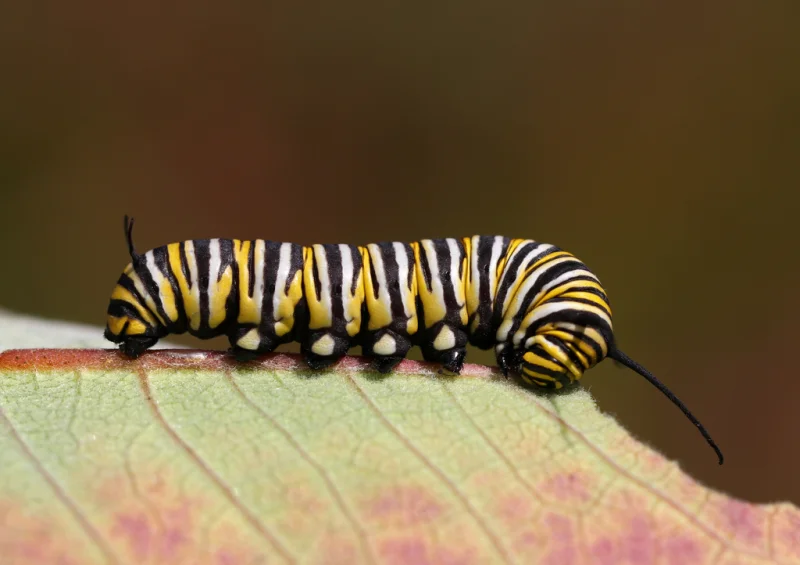 Identify a pest