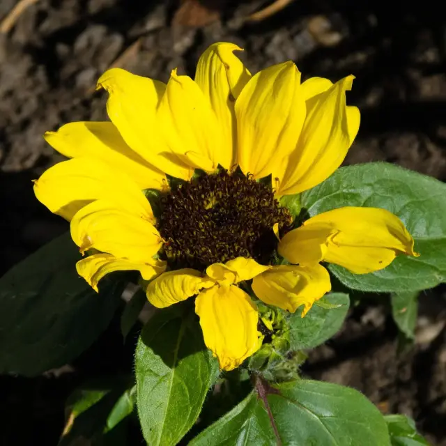Identify a plant