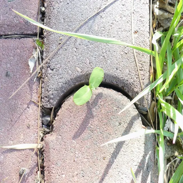 Helianthus annuus photo 10