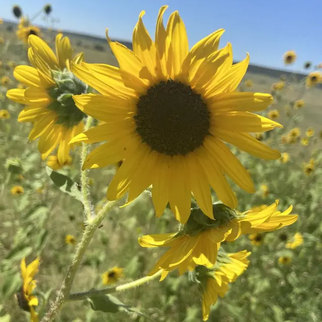 Helianthus annuus photo 2