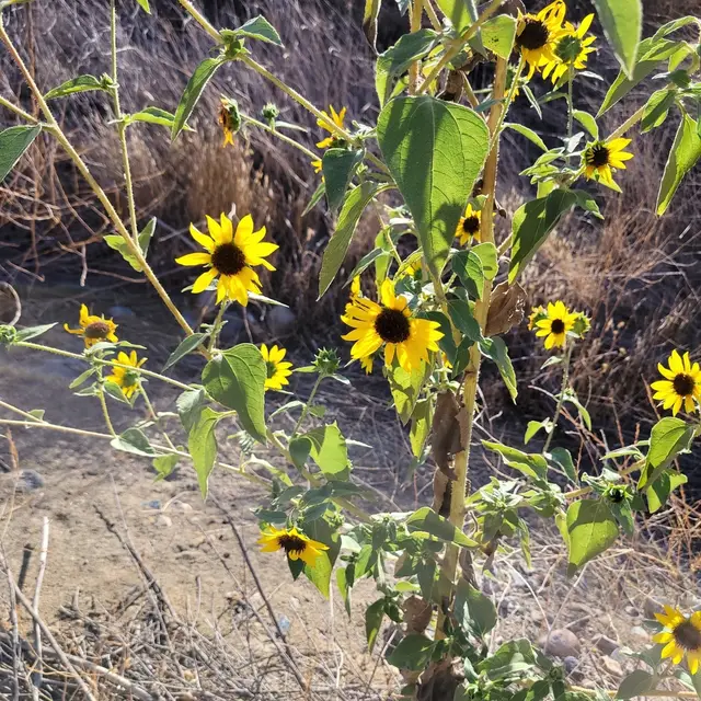Helianthus annuus photo 3