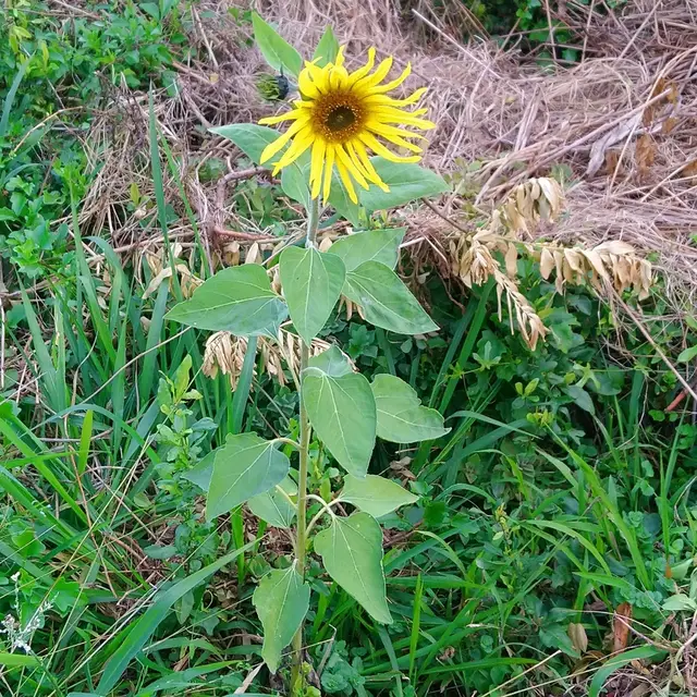 Helianthus annuus photo 4
