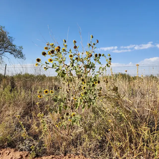 Helianthus annuus photo 5