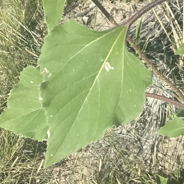 Helianthus annuus photo 6
