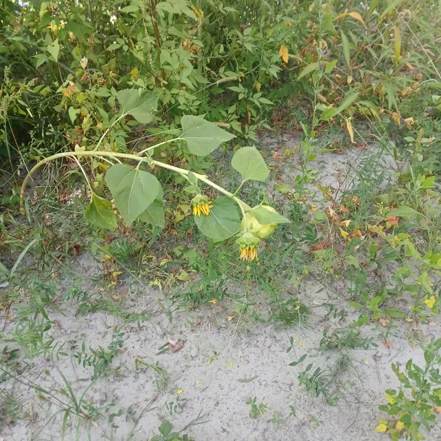 Helianthus annuus photo 7