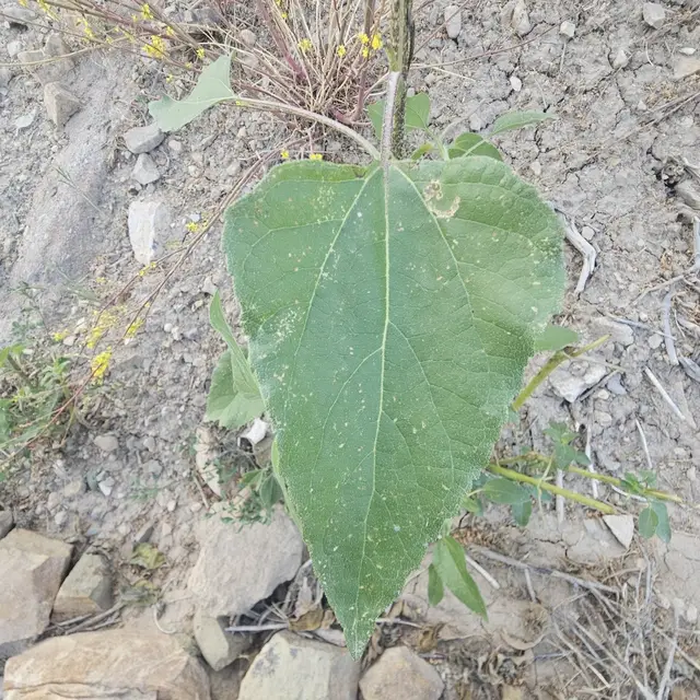 Helianthus annuus photo 8