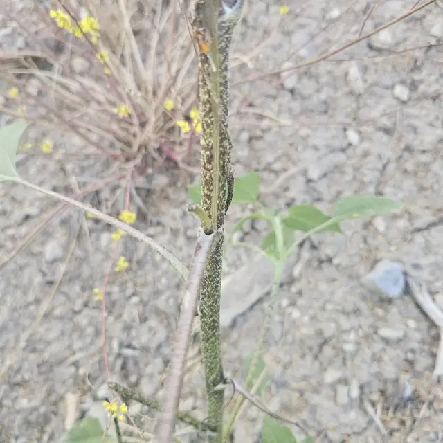 Helianthus annuus photo 9