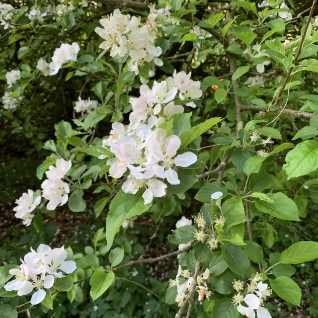 Apple Tree Guild