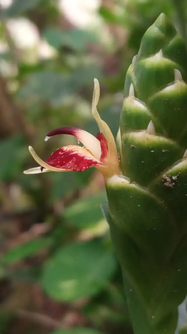 Tropical Food Forest